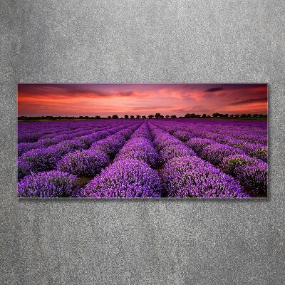 Quadro su vetro acrilico Campo di lavanda