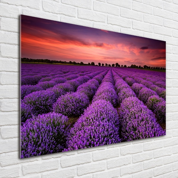 Quadro su vetro acrilico Campo di lavanda