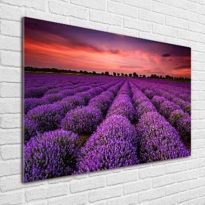 Quadro su vetro acrilico Campo di lavanda