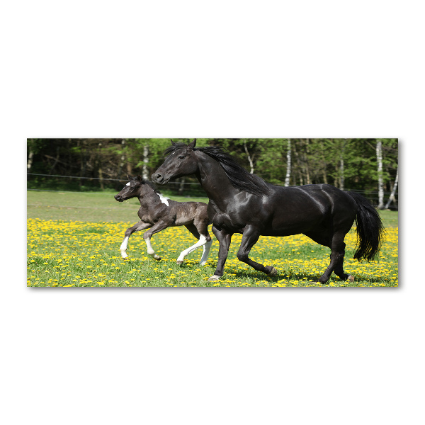 Quadro in vetro acrilico Giumenta con puledro