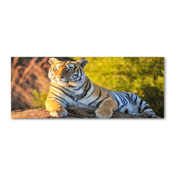 Quadro in vetro acrilico Ritratto di una tigre