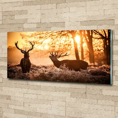 Quadro vetro acrilico Alba di cervo