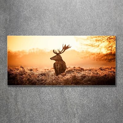 Quadro su vetro acrilico Alba di cervo