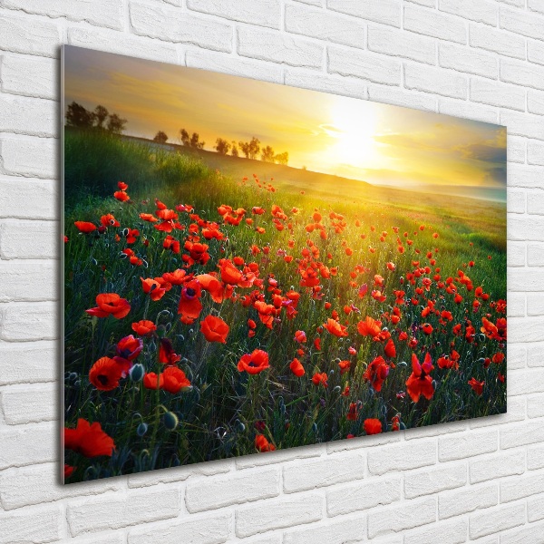 Quadro in vetro acrilico Campo di papaveri