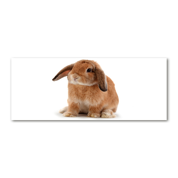 Quadro in vetro acrilico Coniglio rosso