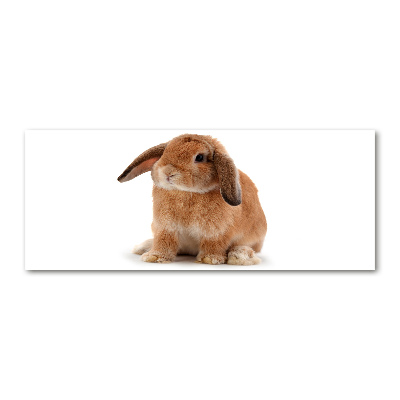 Quadro in vetro acrilico Coniglio rosso