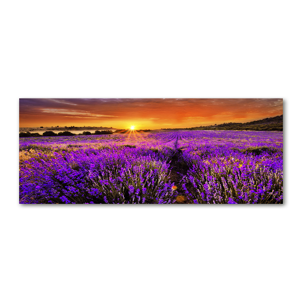 Quadro su vetro acrilico Campo di lavanda