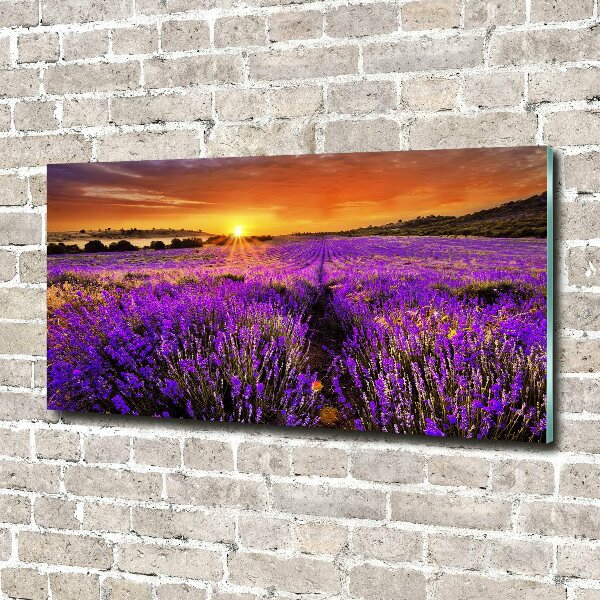 Quadro su vetro acrilico Campo di lavanda
