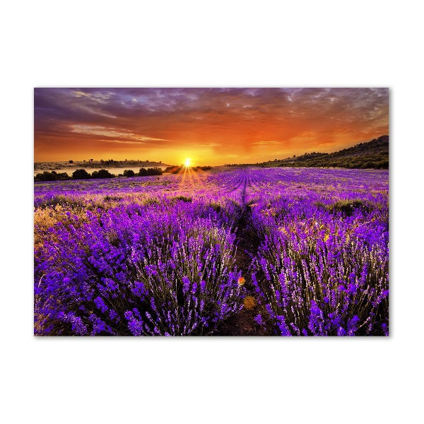 Quadro su vetro acrilico Campo di lavanda
