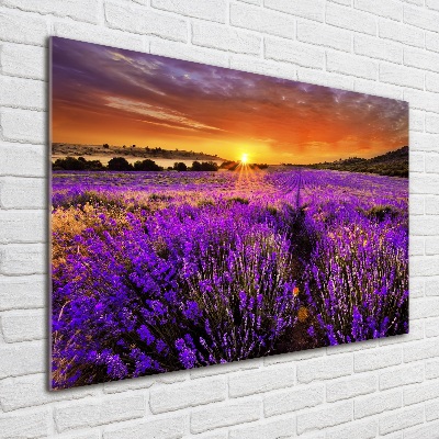 Quadro su vetro acrilico Campo di lavanda