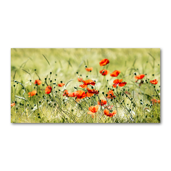 Quadro in vetro acrilico Papaveri
