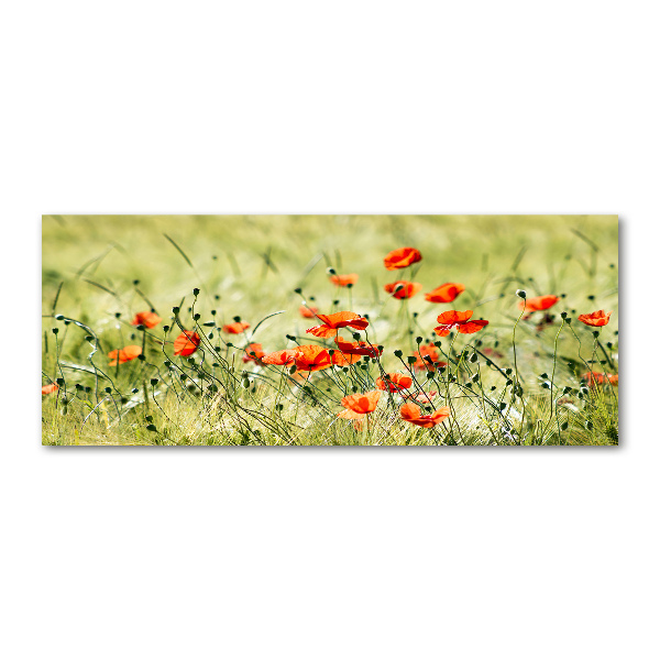Quadro in vetro acrilico Papaveri