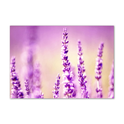 Quadro vetro acrilico Lavanda