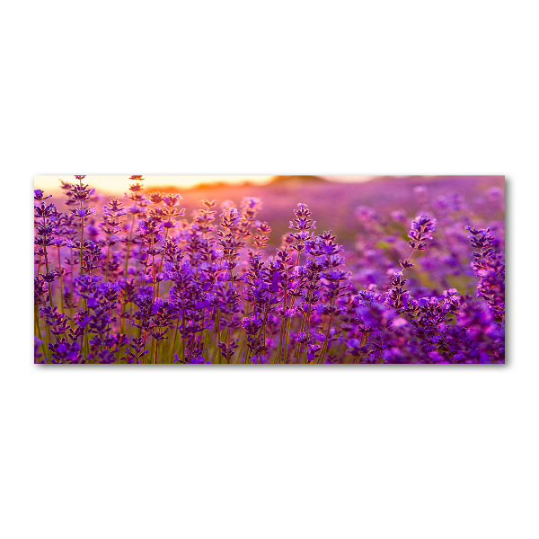 Quadro in vetro acrilico Campo di lavanda