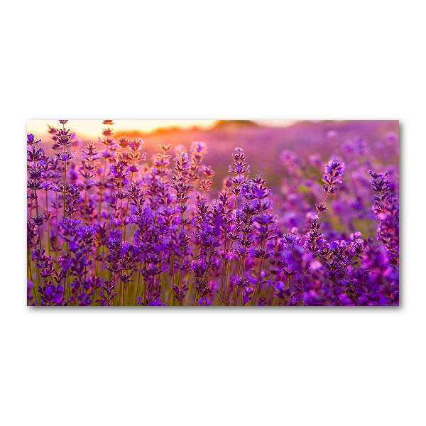 Quadro in vetro acrilico Campo di lavanda