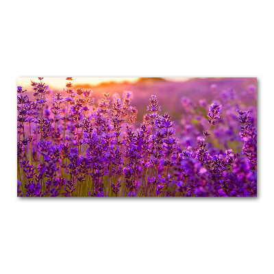 Quadro in vetro acrilico Campo di lavanda
