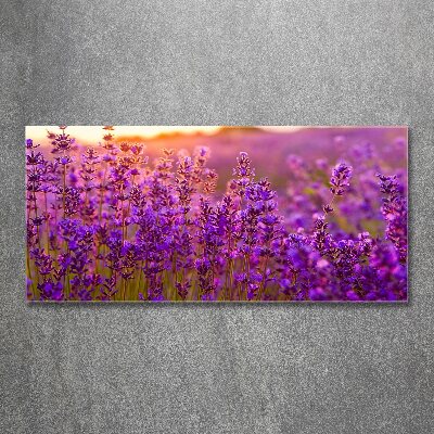 Quadro in vetro acrilico Campo di lavanda