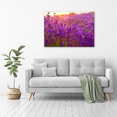 Quadro in vetro acrilico Campo di lavanda