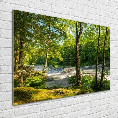 Quadro in vetro acrilico Fiume nella foresta