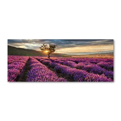 Quadro su vetro acrilico Campo di lavanda