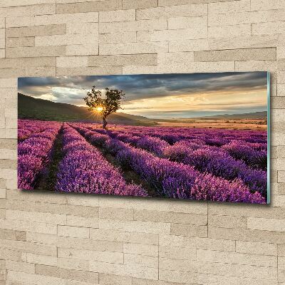 Quadro su vetro acrilico Campo di lavanda