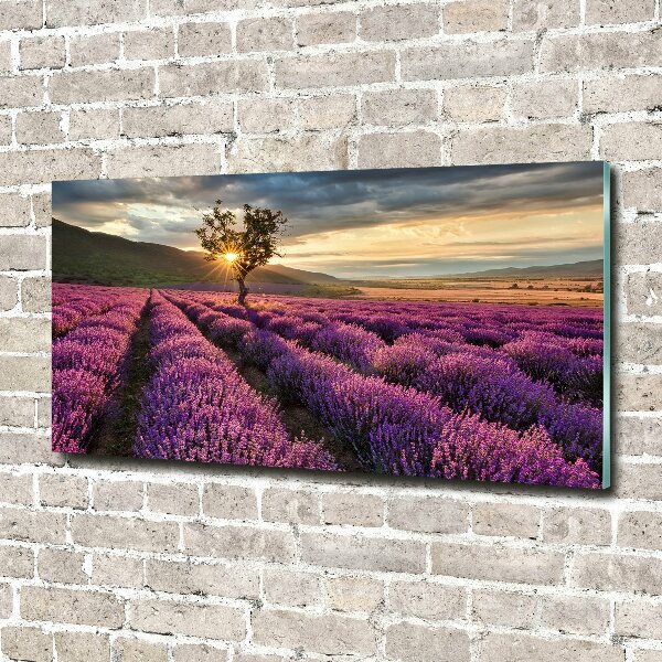 Quadro su vetro acrilico Campo di lavanda