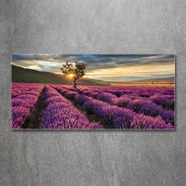 Quadro su vetro acrilico Campo di lavanda