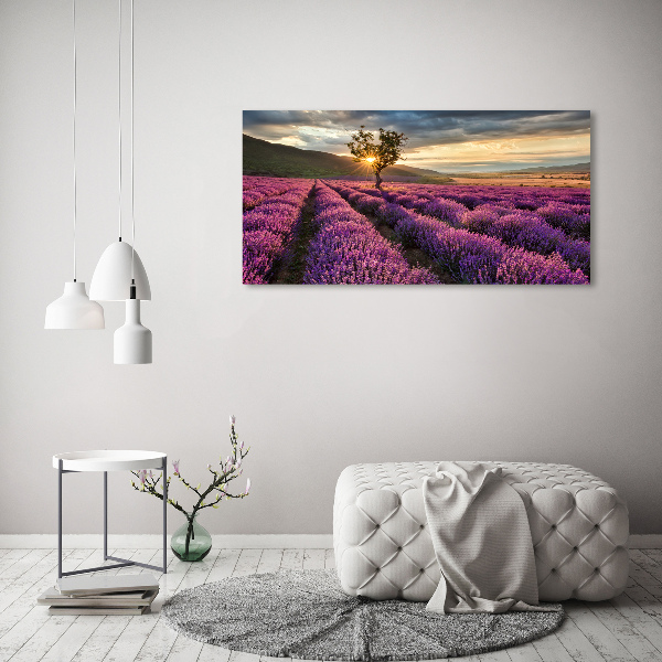 Quadro su vetro acrilico Campo di lavanda