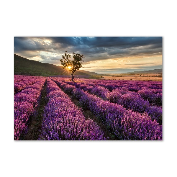 Quadro su vetro acrilico Campo di lavanda