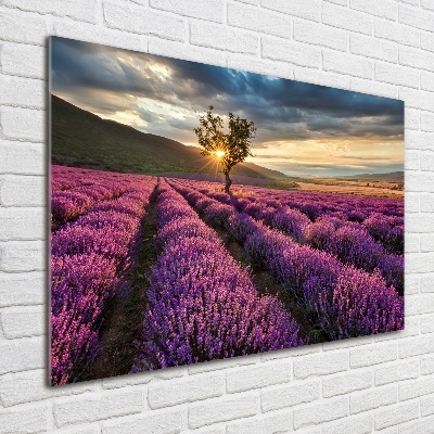 Quadro su vetro acrilico Campo di lavanda