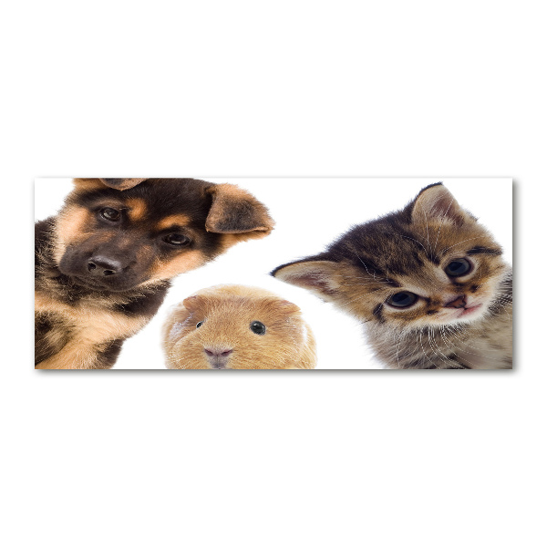 Quadro su vetro acrilico Animali domestici