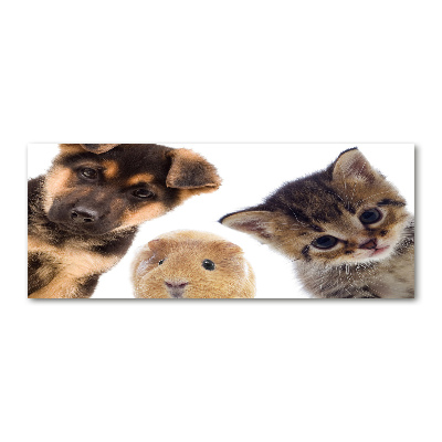 Quadro su vetro acrilico Animali domestici