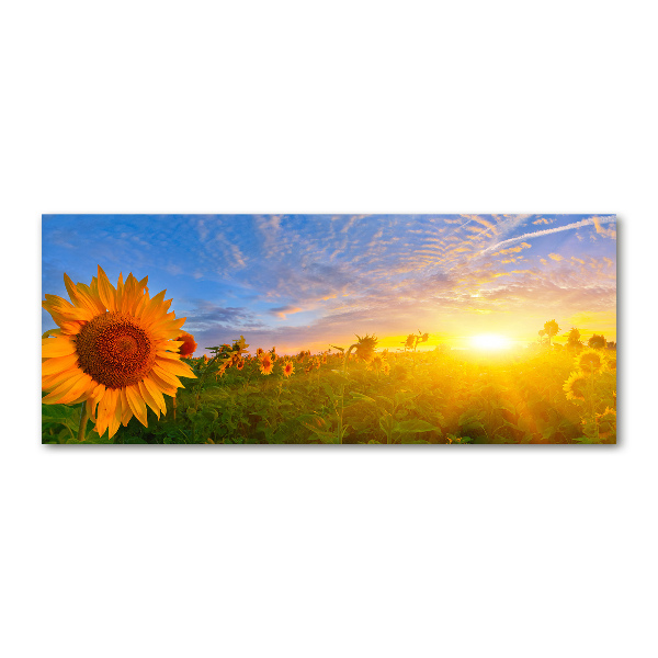 Quadro in vetro acrilico Un campo di girasoli