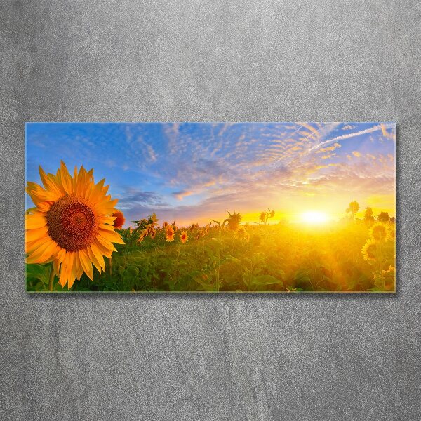 Quadro in vetro acrilico Un campo di girasoli