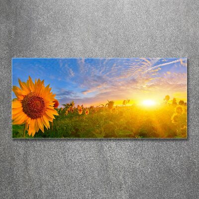 Quadro in vetro acrilico Un campo di girasoli