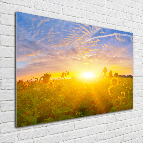 Quadro in vetro acrilico Un campo di girasoli