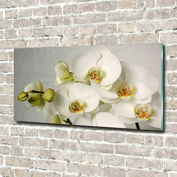 Quadro su vetro acrilico Orchidea bianca