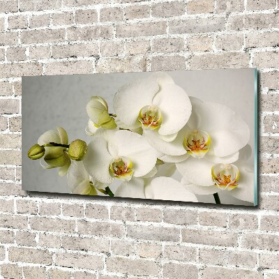Quadro su vetro acrilico Orchidea bianca