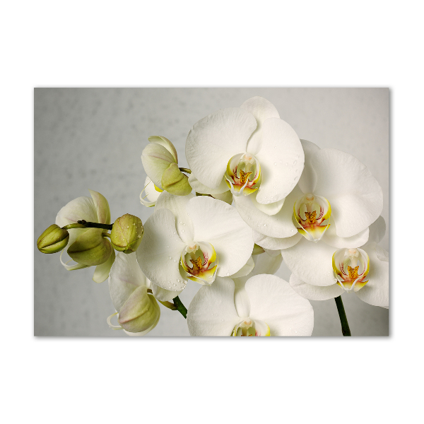 Quadro su vetro acrilico Orchidea bianca