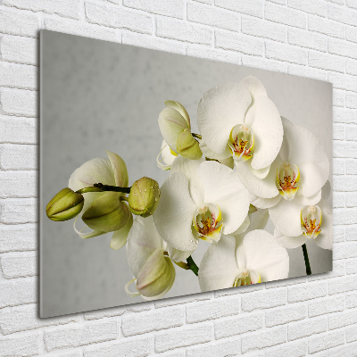 Quadro su vetro acrilico Orchidea bianca
