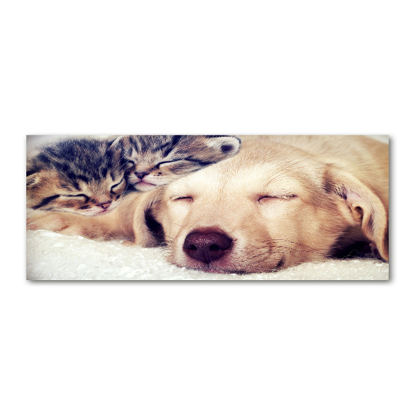 Quadro vetro acrilico Cuccioli e gatti