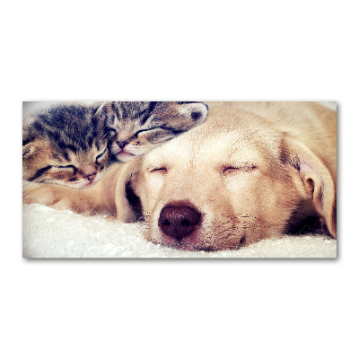 Quadro vetro acrilico Cuccioli e gatti