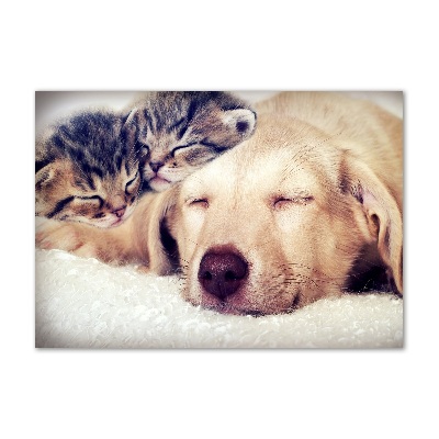 Quadro vetro acrilico Cuccioli e gatti