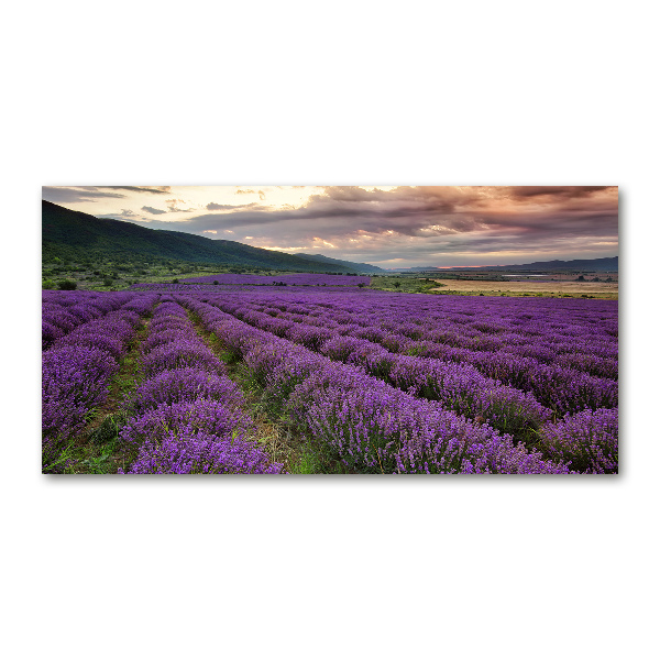Quadro su vetro acrilico Campo di lavanda