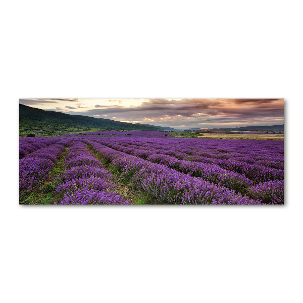 Quadro su vetro acrilico Campo di lavanda