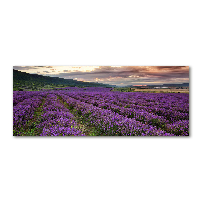Quadro su vetro acrilico Campo di lavanda