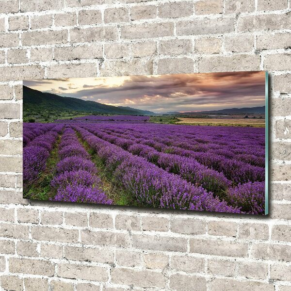 Quadro su vetro acrilico Campo di lavanda