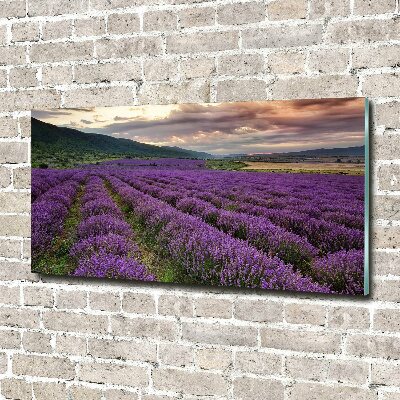 Quadro su vetro acrilico Campo di lavanda