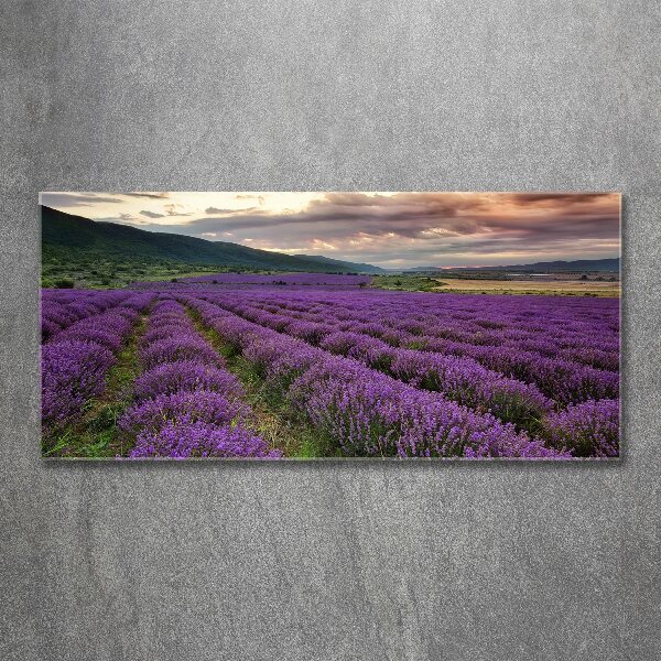 Quadro su vetro acrilico Campo di lavanda