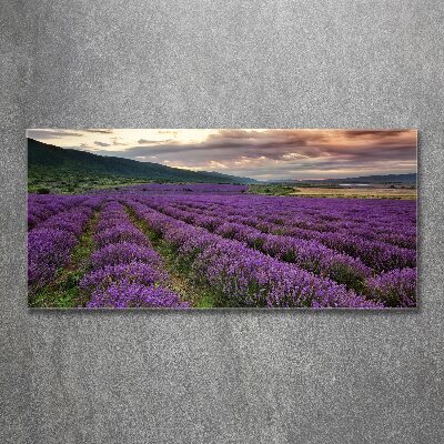 Quadro su vetro acrilico Campo di lavanda